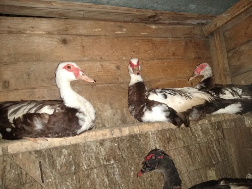  - ratele mele lesesti 2