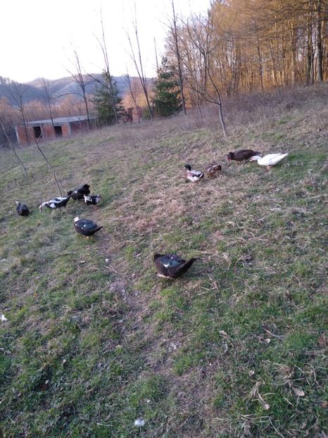  - ratele mele lesesti 2