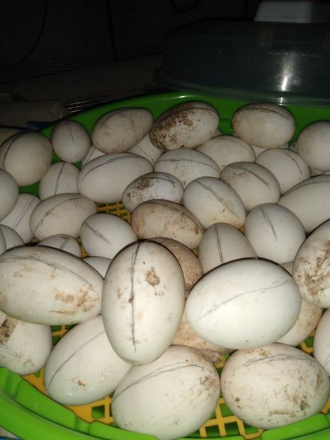  - ratele mele lesesti 2