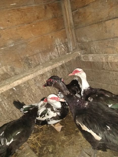  - ratele mele lesesti 2