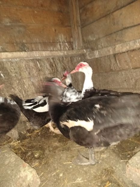  - ratele mele lesesti 2