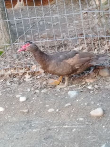  - ratele mele lesesti 2