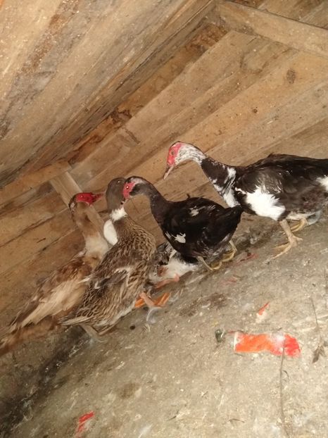  - ratele mele lesesti 2