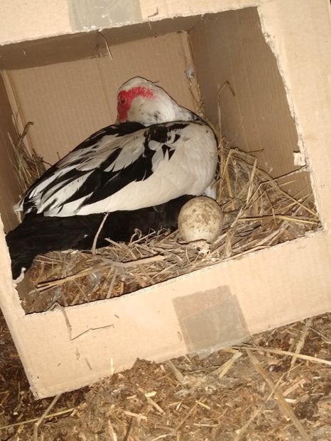  - ratele mele lesesti 2