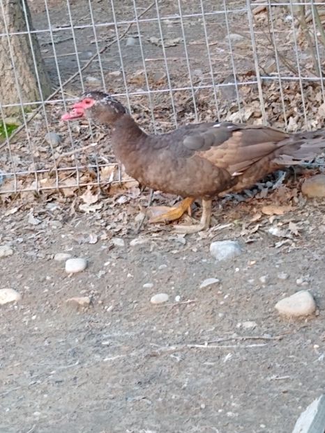  - ratele mele lesesti 2