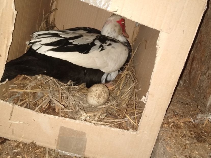  - ratele mele lesesti 2