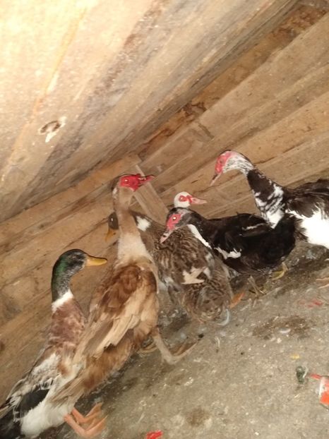  - ratele mele lesesti 2