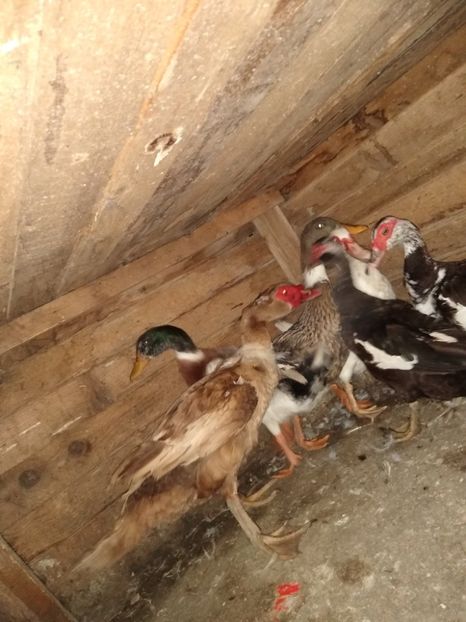  - ratele mele lesesti 2