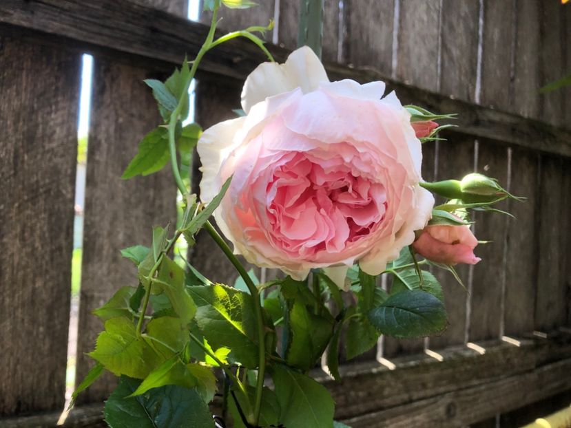 94843D74-2354-45C1-8B34-1AE130DEC216 - 0021 GRADINA IN 2018 2020