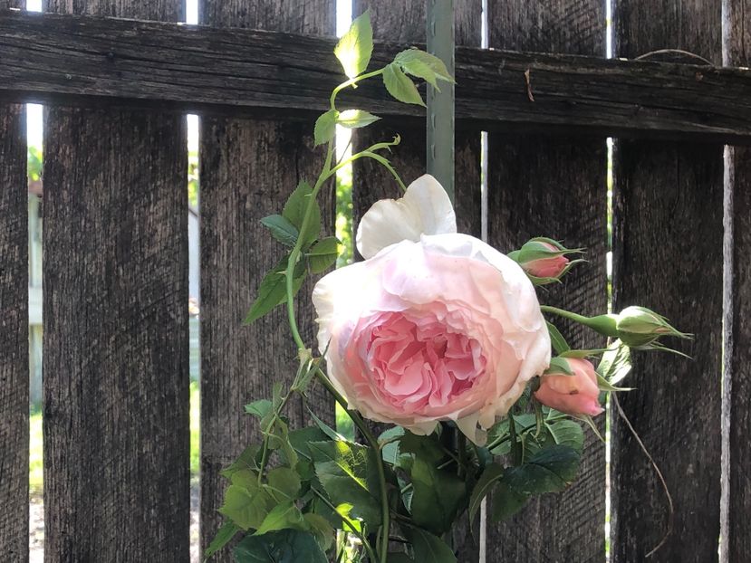 95CF3D73-94FE-4A15-9BDC-0A7F00CCC912 - 0021 GRADINA IN 2018 2020