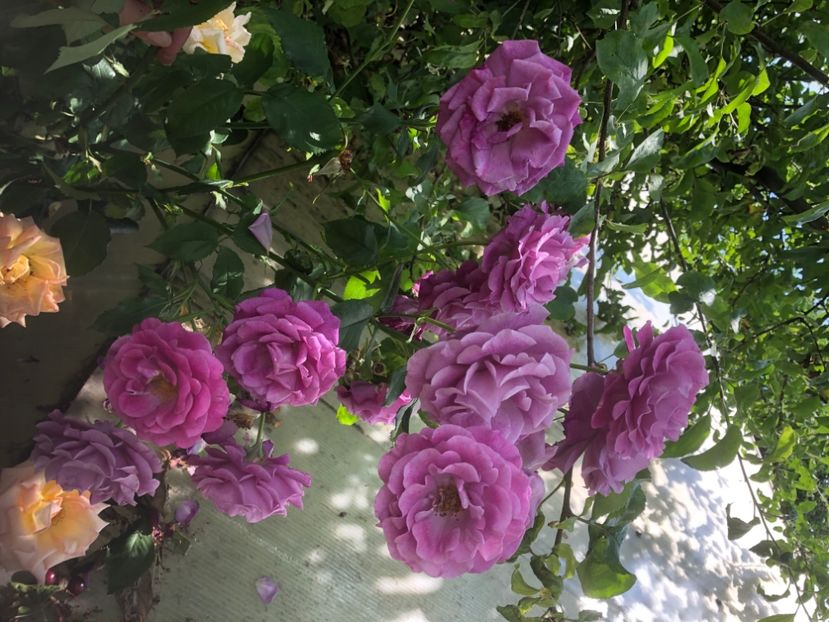 607738CD-E2E0-4391-86F2-91E4FCB77EBB - 0021 GRADINA IN 2018 2020