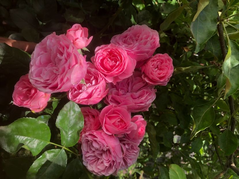 2C190CAC-3B13-4262-9D5A-1533B9A70127 - 0021 GRADINA IN 2018 2020