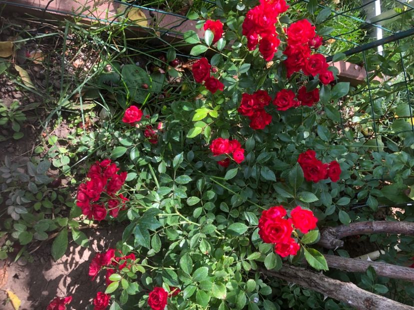 7E5AD15C-0B7F-433C-AB3E-F0E6F7F0DFE3 - 0021 GRADINA IN 2018 2020