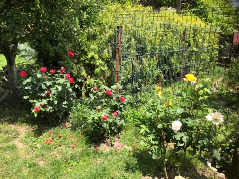 690779D7-3FC8-48C2-B83C-4ABD1FE2B03D - 0021 GRADINA IN 2018 2020