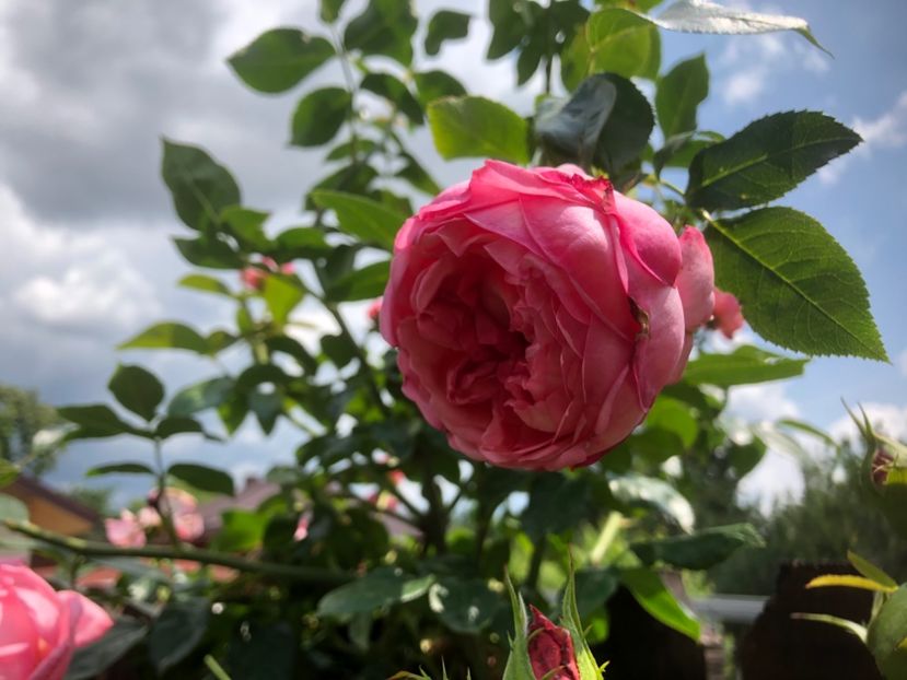 E588D56F-F940-468D-B886-0FDB16840B7E - 0021 GRADINA IN 2018 2020