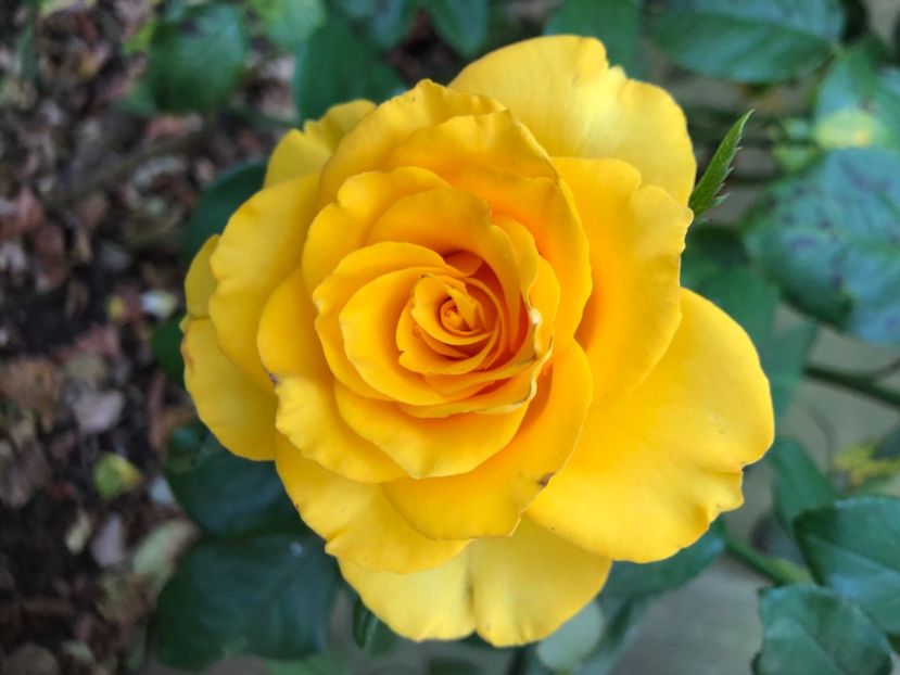 89A9BEB9-60A0-4E85-AA37-7F1F4125F4D8 - 0021 GRADINA IN 2018 2020