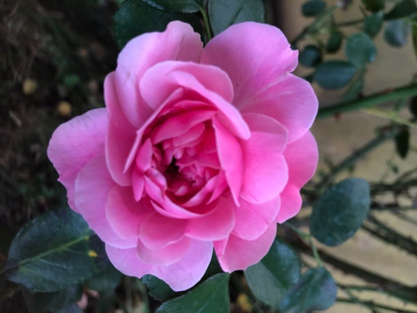 BF0269B0-67EA-42DC-9B75-C3A6A074D31D - 0021 GRADINA IN 2018 2020