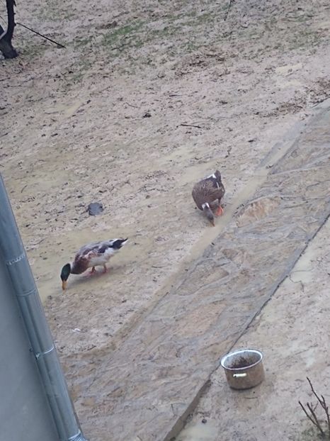  - Rațele macaitoare