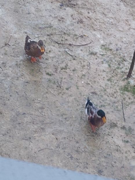  - Rațele macaitoare