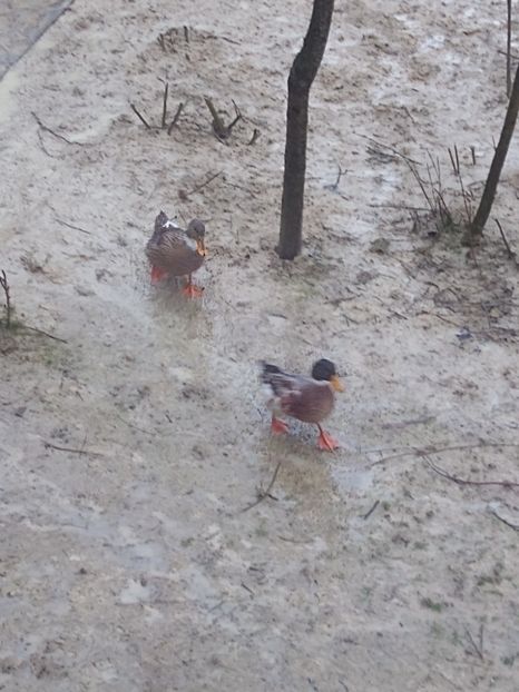  - Rațele macaitoare