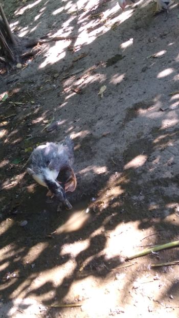  - Rațele macaitoare