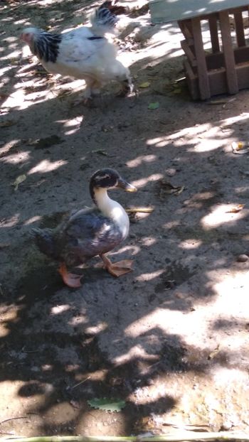  - Rațele macaitoare