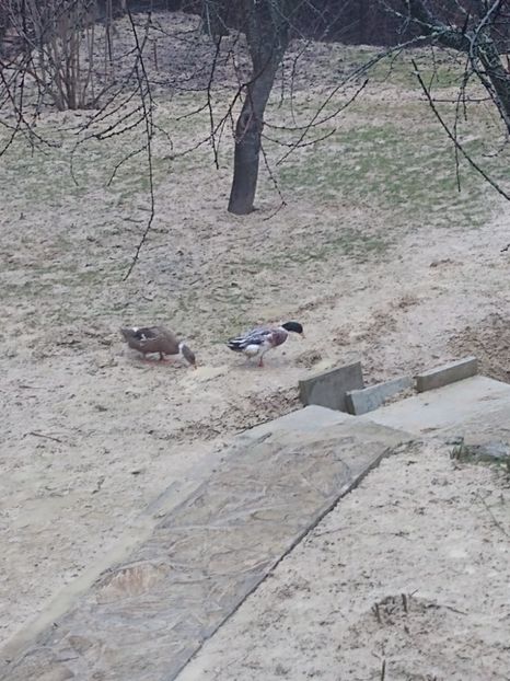  - Rațele macaitoare