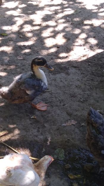  - Rațele macaitoare