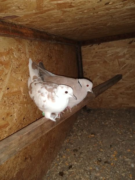  - turturelele mele razatoare