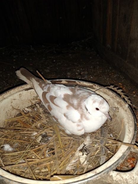  - turturelele mele razatoare