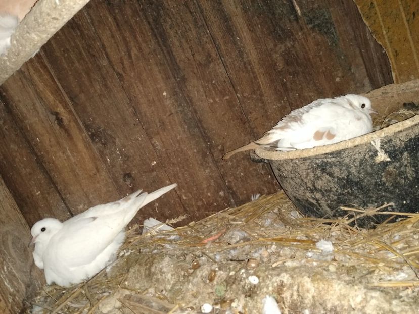  - turturelele mele razatoare