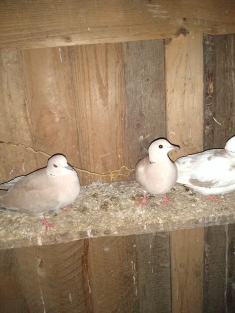  - turturelele mele razatoare