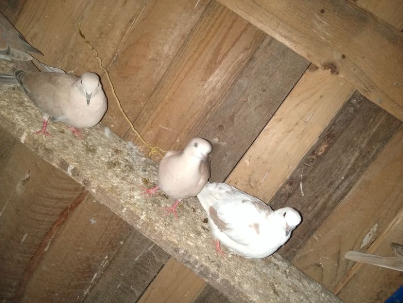  - turturelele mele razatoare