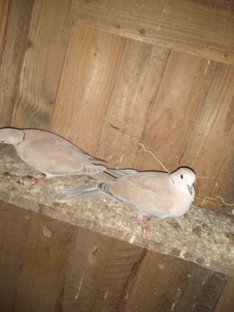  - turturelele mele razatoare