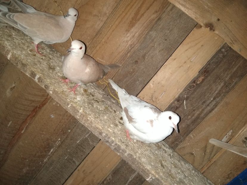  - turturelele mele razatoare