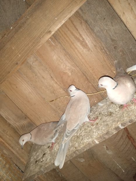  - turturelele mele razatoare