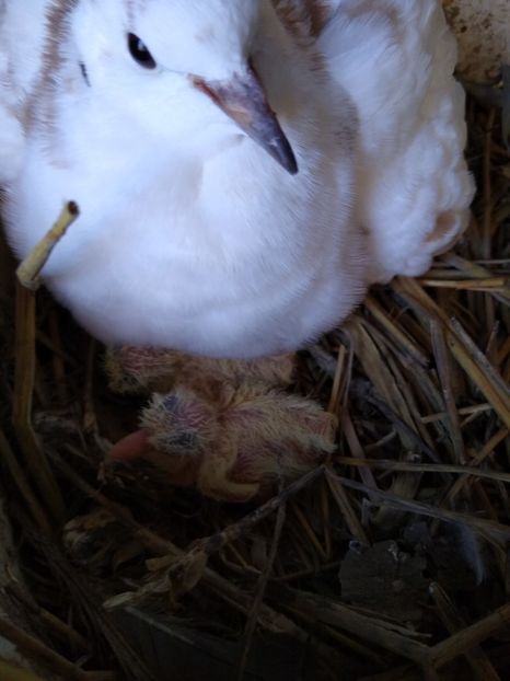  - turturelele mele razatoare