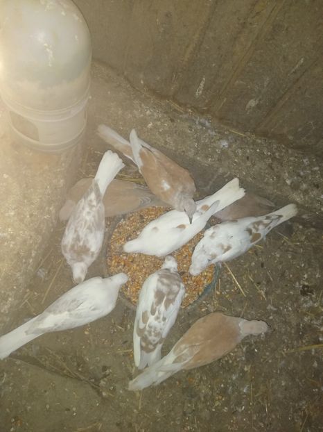  - turturelele mele razatoare