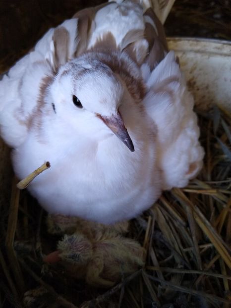  - turturelele mele razatoare