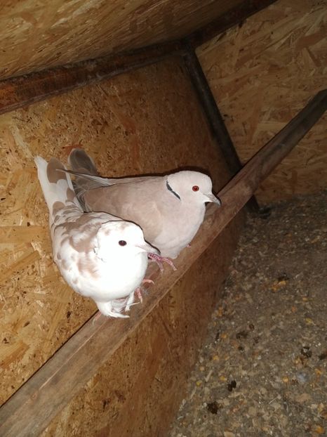  - turturelele mele razatoare