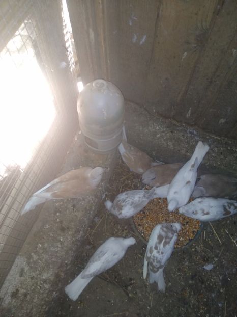  - turturelele mele razatoare