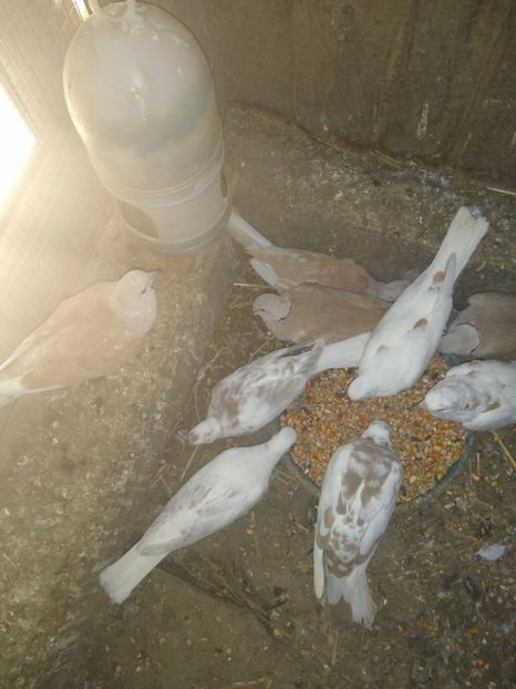  - turturelele mele razatoare