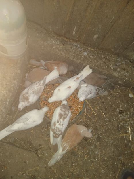  - turturelele mele razatoare