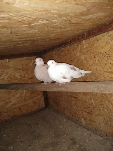  - turturelele mele razatoare