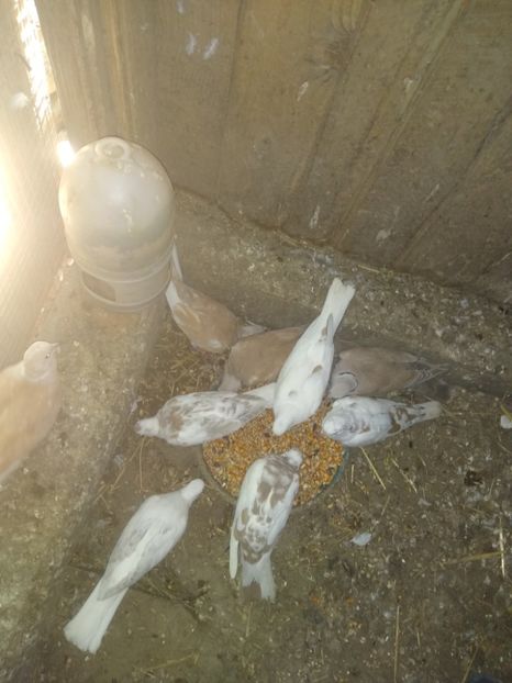  - turturelele mele razatoare