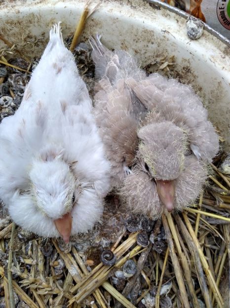  - turturelele mele razatoare