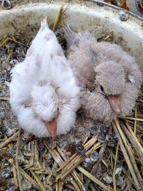  - turturelele mele razatoare