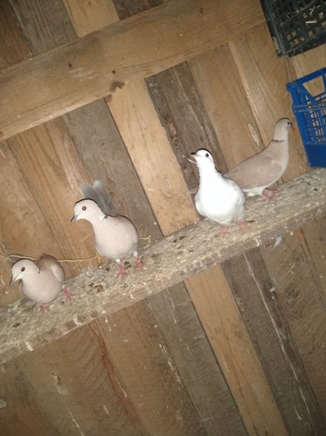  - turturelele mele razatoare