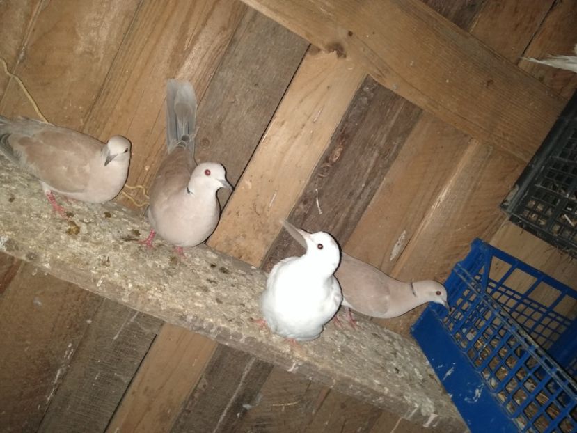  - turturelele mele razatoare