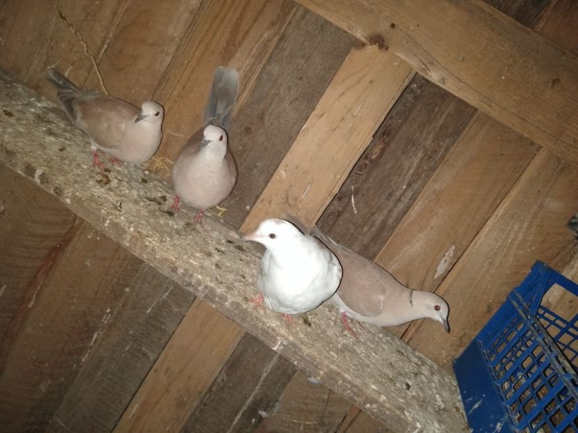  - turturelele mele razatoare